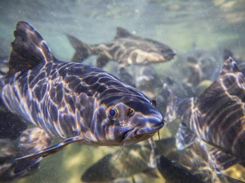 Fischzucht und Abwärmenutzung von Rechnenzentren